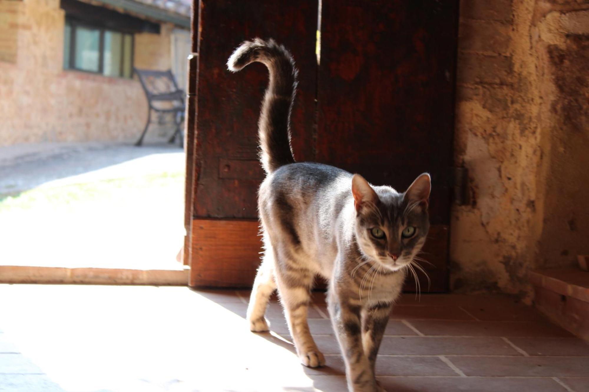 Villa Agriturismo Il Caggio Sovicille Exterior foto