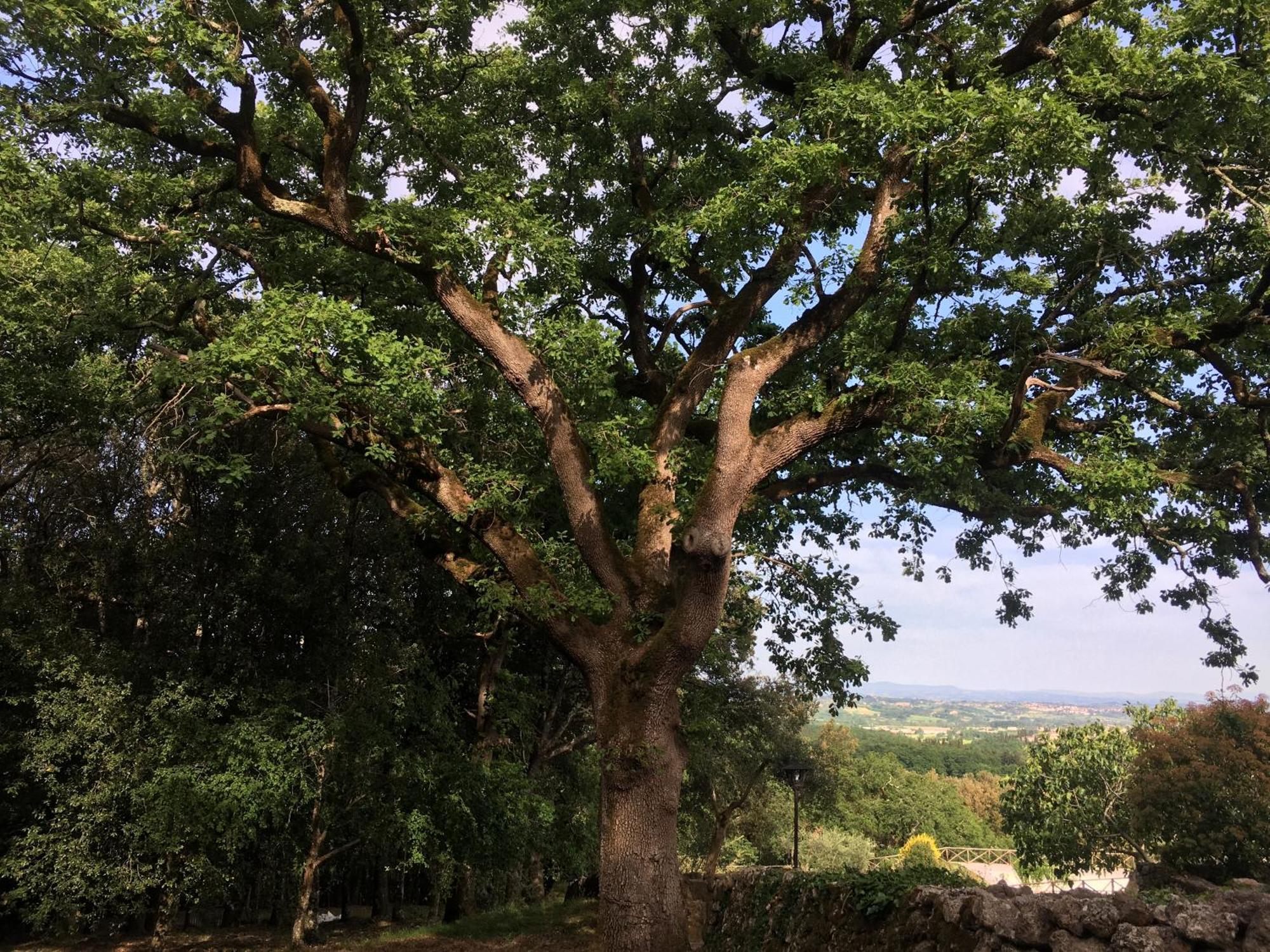 Villa Agriturismo Il Caggio Sovicille Exterior foto