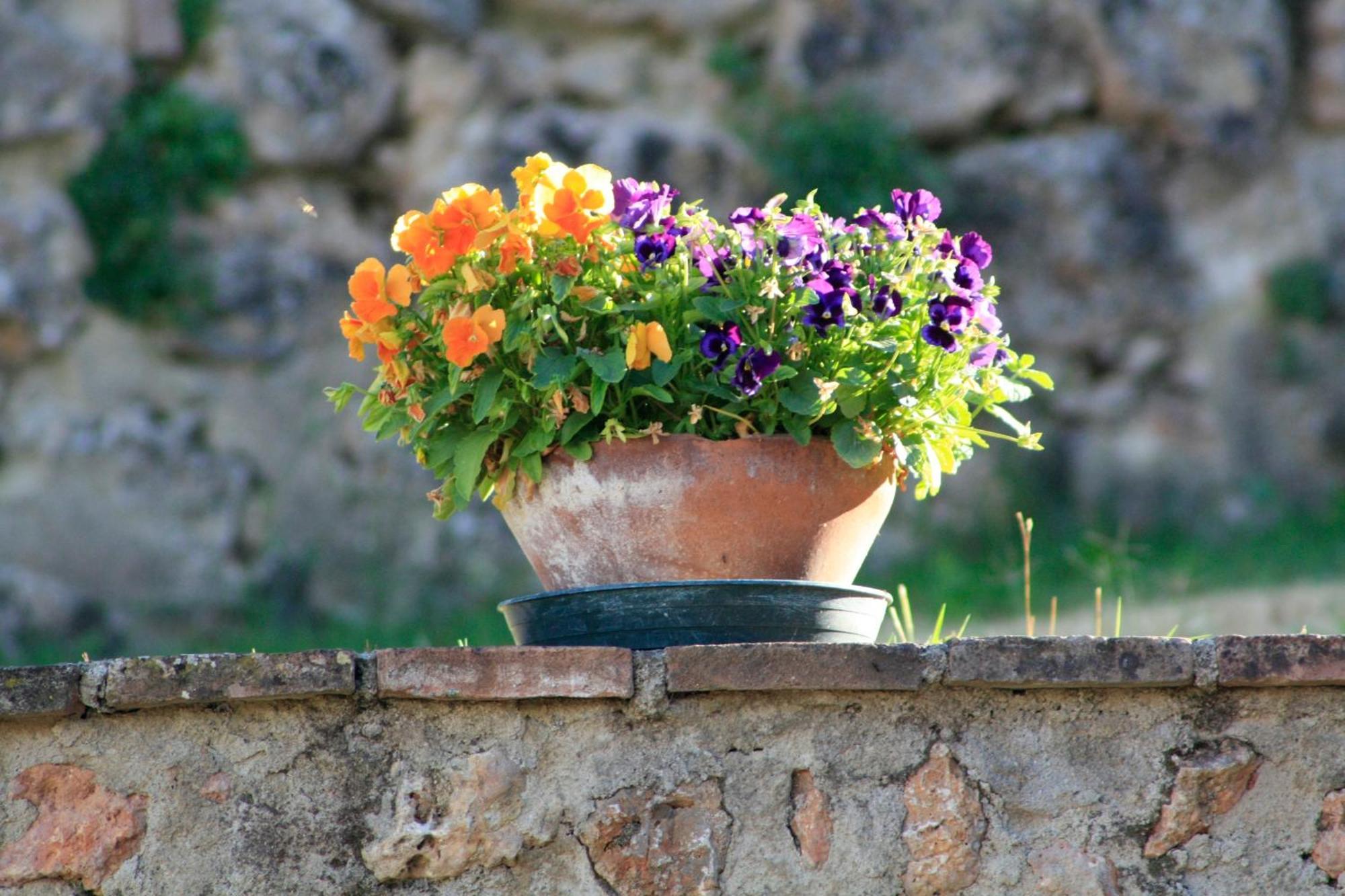 Villa Agriturismo Il Caggio Sovicille Exterior foto